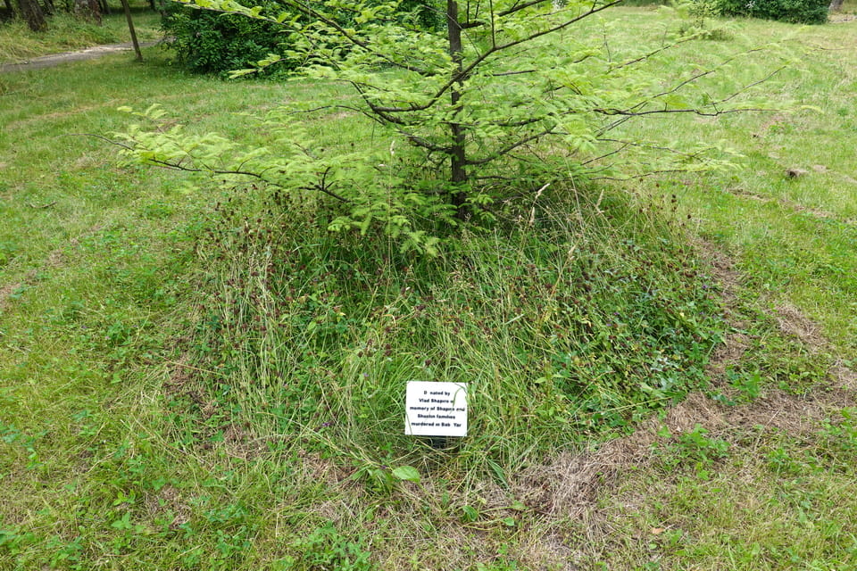 trees planted by the descendants of the victims of Babyn Yar massacre