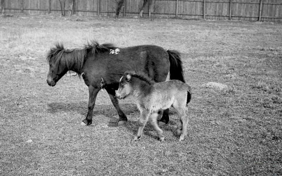 Shetland ponies in the enclosure of the Warsaw Zoo in 1939