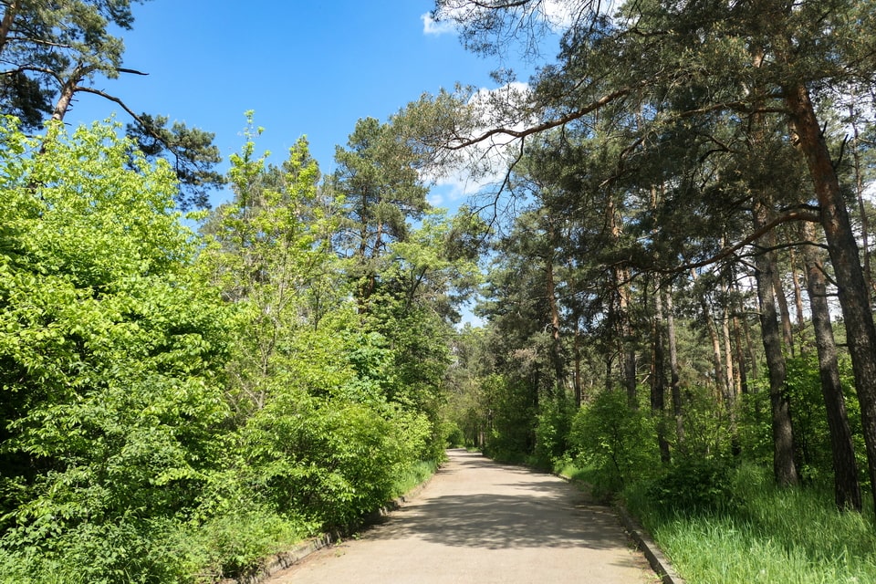 Forrest in Darnytsia