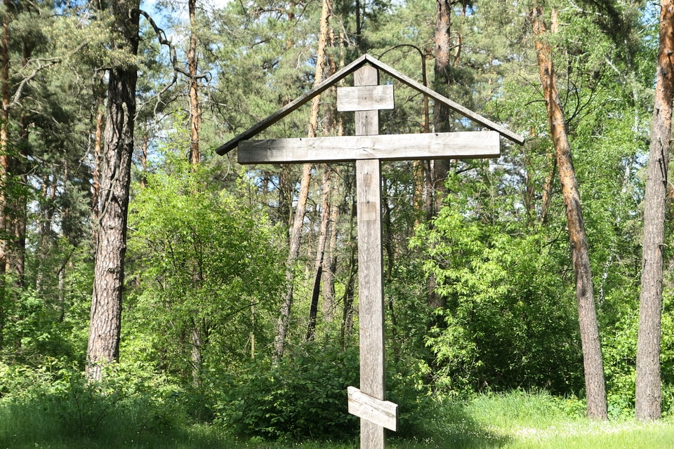 Darnytsia forest